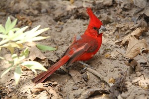 Der Guajiro-Kardinal, typisch für dieses Land.