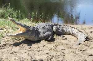 Ein beispielhafter Vater, der Schutz, wenn ihre Kinder klein sind.