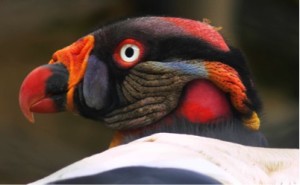 König von Bussarde, liebender Vater und ergebener.